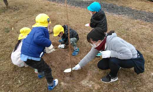 園児が桜を植樹する様子